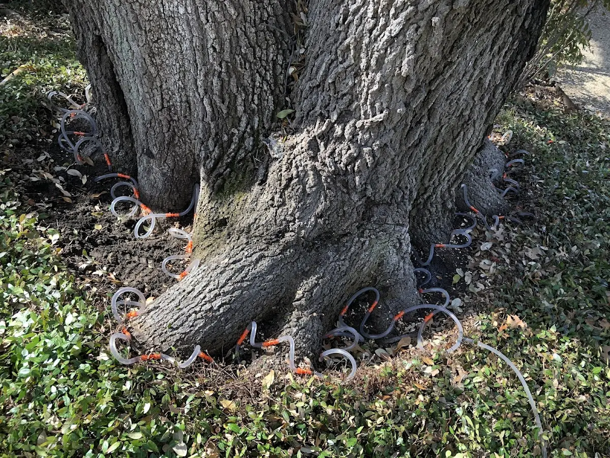Detailed Tree Cabling and Bracing job site in Villa Rica