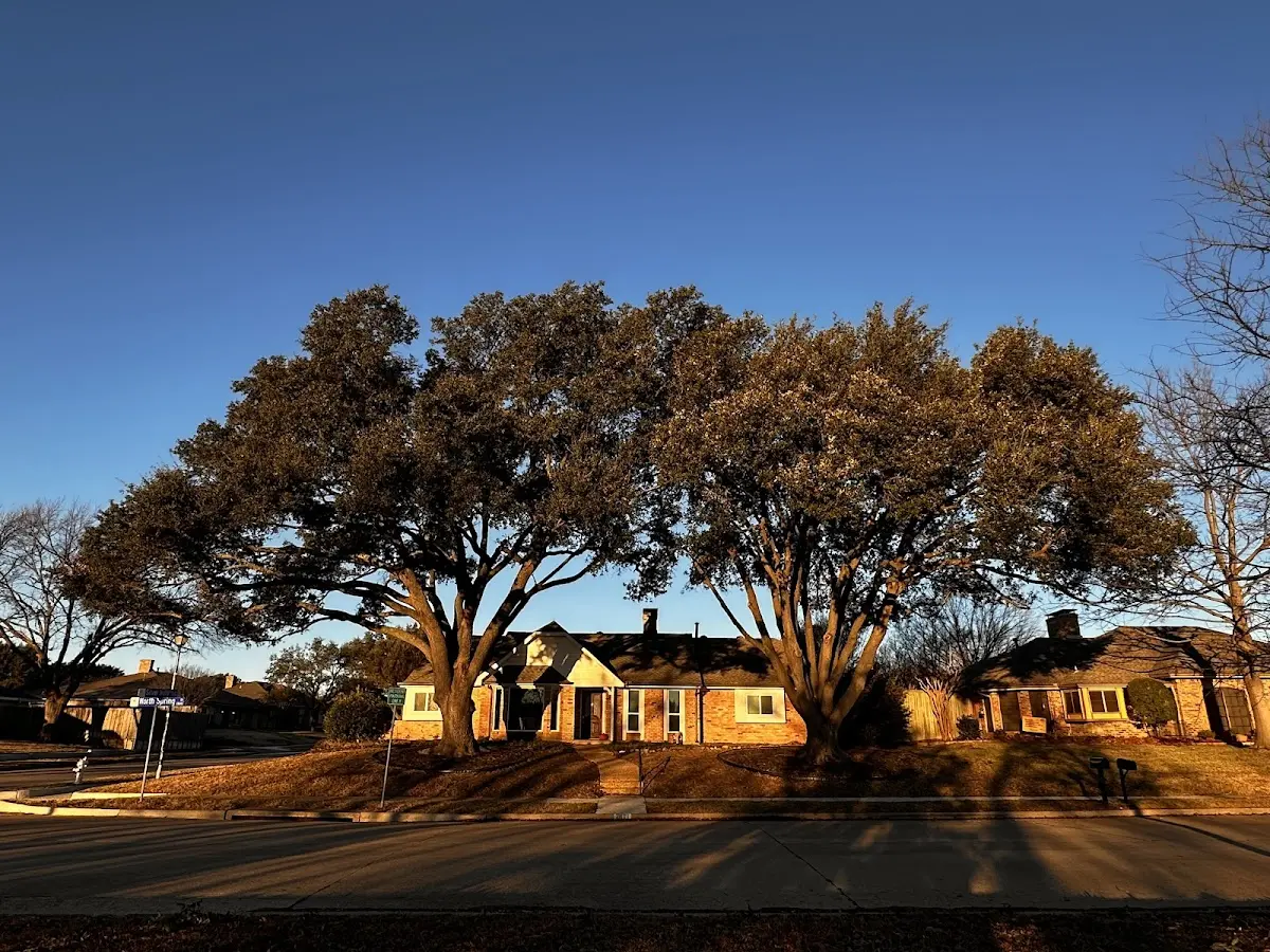 Established residential canopy tree shading a home in Villa Rica
